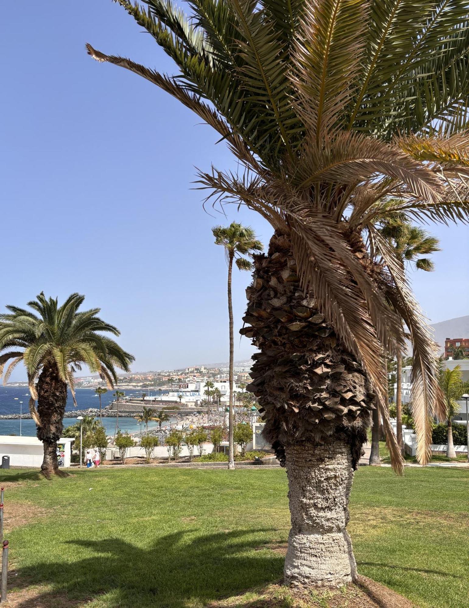 Ocean View Near The Beach Costa Adeje Exterior photo